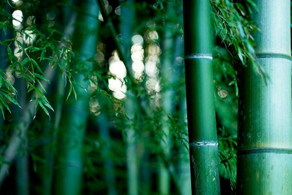 Thickets of bamboo grove. Creations of nature