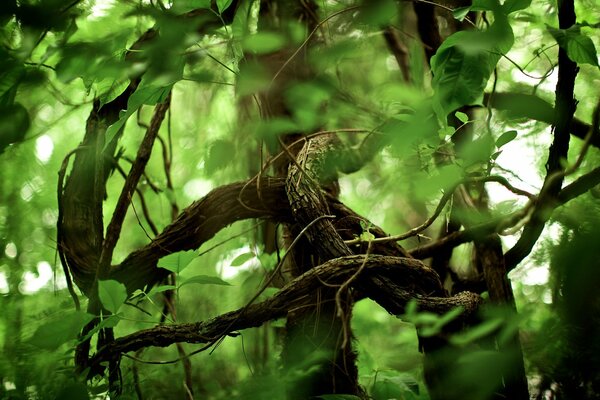 Photo de la jungle dans le parc en fond vert