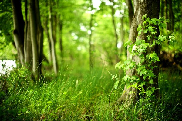 La frescura de un bosque densamente floreciente