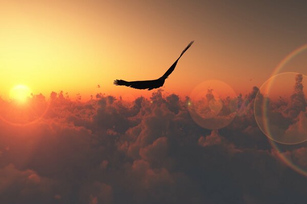 Птица парит в облаках на закате солнца