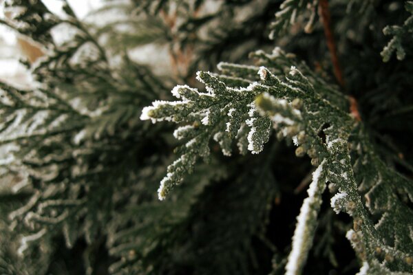 A fir branch covered with frost