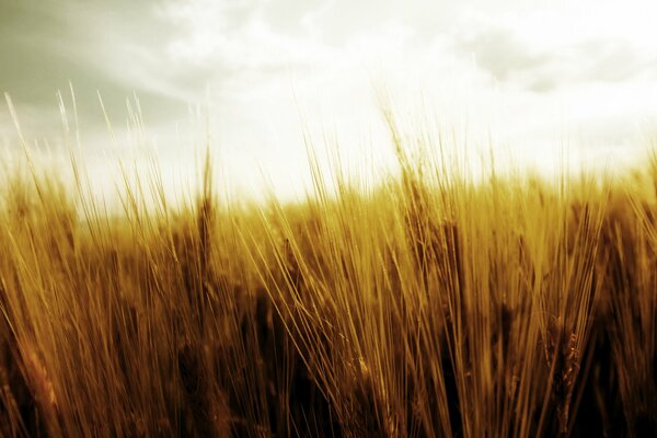 Fusione della natura campo di grano con il cielo