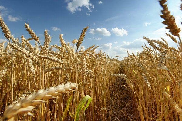 Wheat crops are earned in the sun