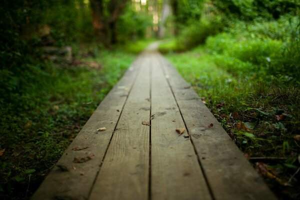 Un camino de tablas en el bosque. Foto de la naturaleza