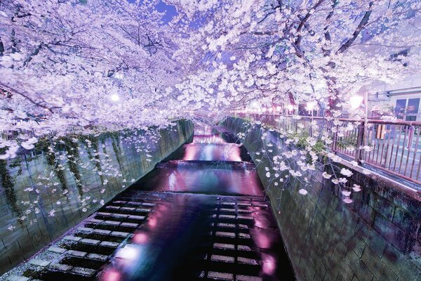 Un río luminoso junto a los Rosales