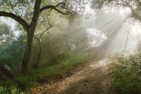 El bosque de camino entre los rayos del sol