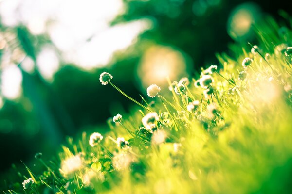 Clover glade, illuminated by the sun