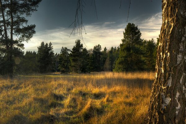 Dry autumn glade in the forest