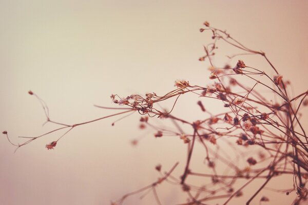 Grass stalks against the sky