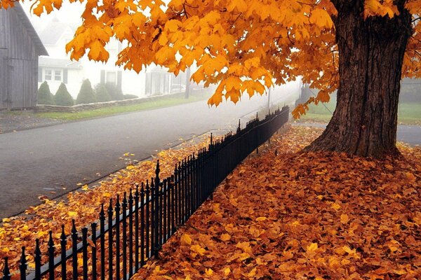 Feuilles d érable jaunes tombées près de la route brumeuse