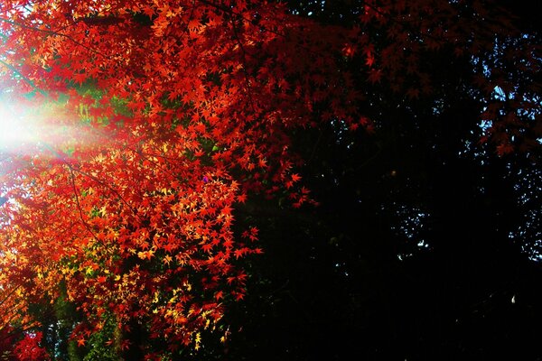 Die Blätter brennen im Licht mit rotem Feuer und ertrinken im Schatten