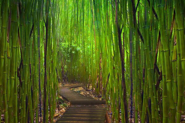 El bosque de la abuela y el camino a través de ella