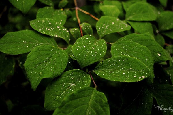 Rocío transparente en una hoja verde