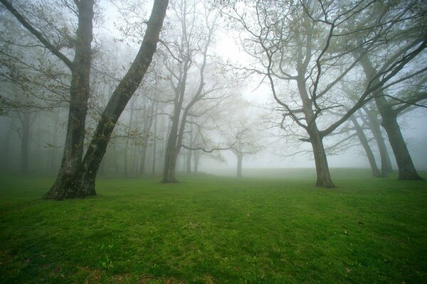 Alberi ad alto fusto in una radura nebbiosa