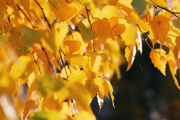 Les feuilles jaunes se préparent pour l hiver