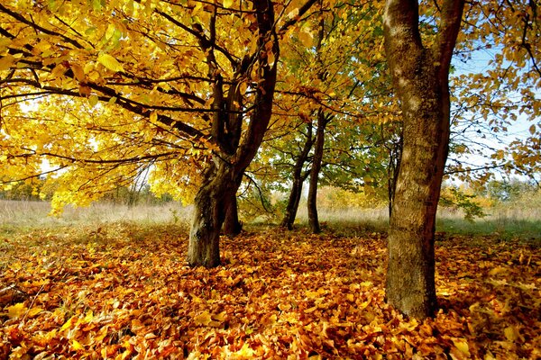 Autumn forest during leaf fall