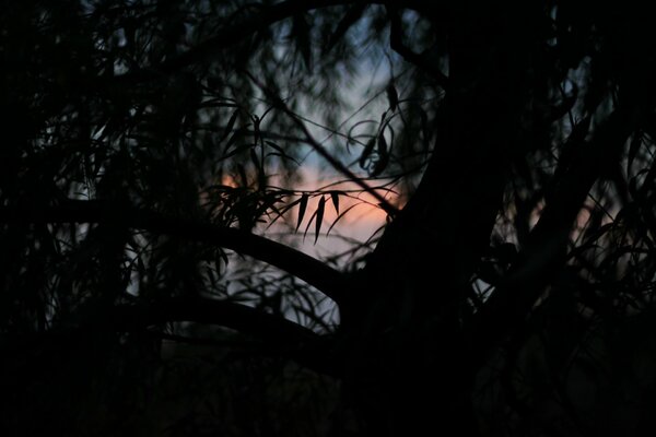 Foto des Sonnenuntergangs, der Bäume schließt