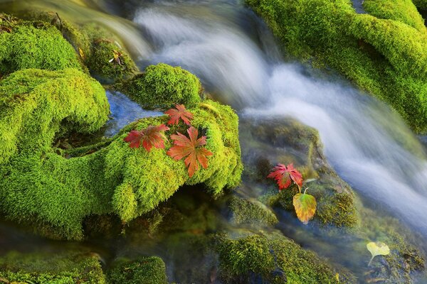 Crystal - clear stream through moss
