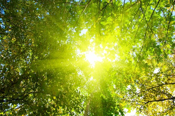 The bright sun breaks through the canopy of trees