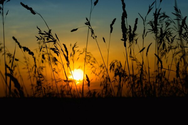 Tramonto soleggiato attraverso spighette di campo