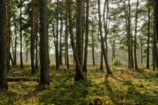 Ein wunderbarer Herbsttag im Wald