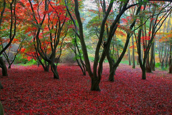 Der Herbst glänzt in verschiedenen Farben