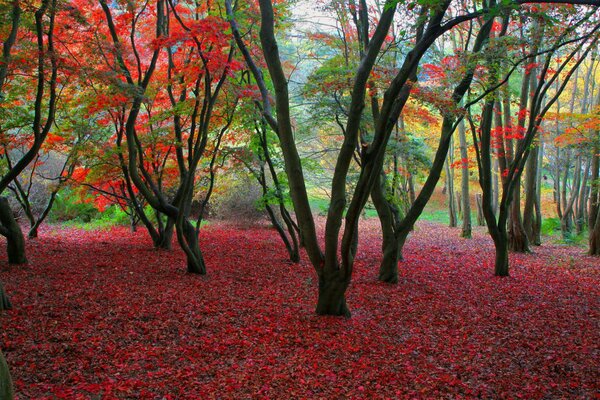 L automne brille avec différentes couleurs