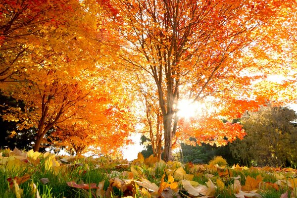 The rays of the sun peep through the autumn tree