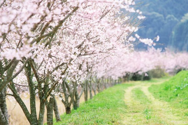 Beaux arbres à fleurs le long d une route de campagne