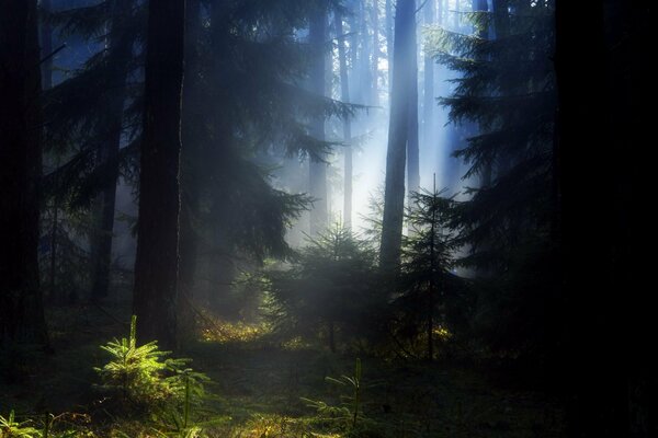 Die Schönheit des Sommerwaldes im Dunst