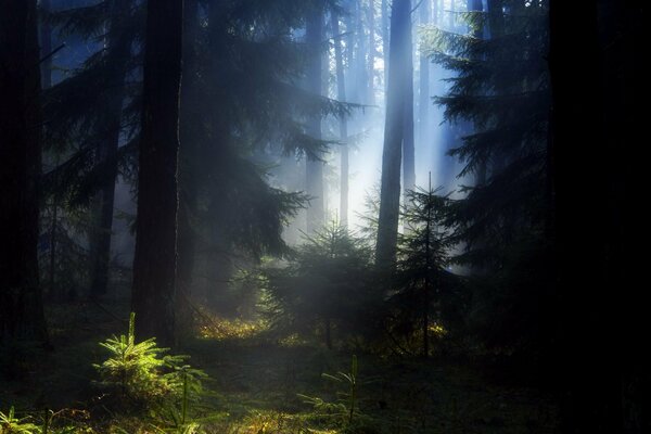 La bellezza della foresta estiva nella foschia