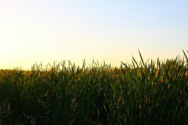 Coucher de soleil sur le marais d or d Ekaterinbourg