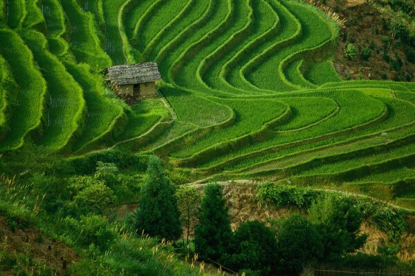 A lonely house on the background of a bright green field