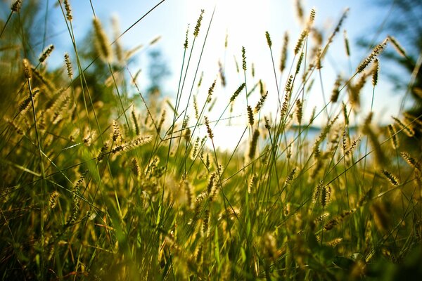 Sommergras. Fluss und Schilf