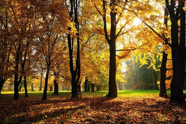 Paysage d automne de la magie de la forêt