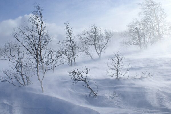 It s a cold winter. A blizzard sweeps the trees