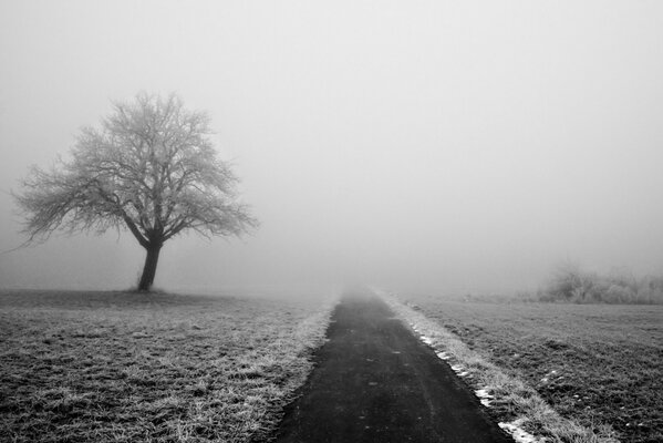 The road in the middle of a snowy field in the fog