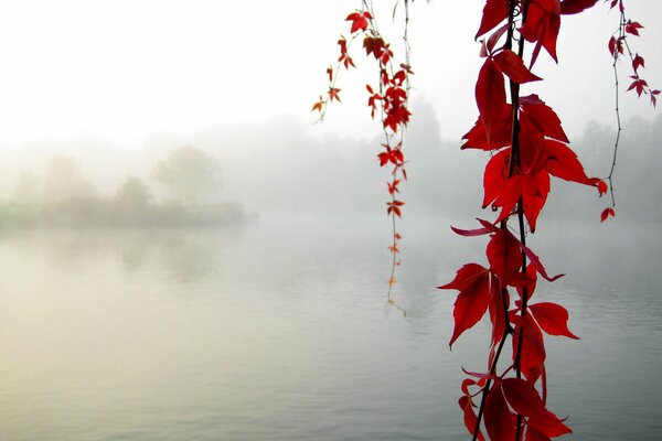 Maple branches on the background of fog over the river