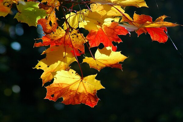 Caduta delle foglie d autunno. Foglie d acero in autunno