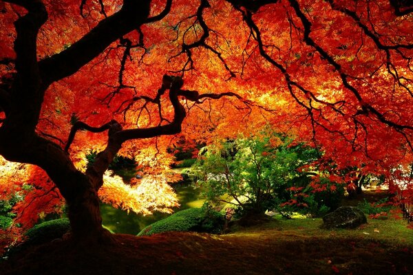 A fantastic branching tree in the autumn forest