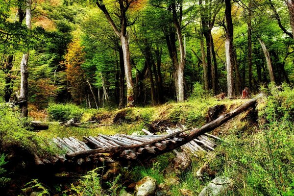 Il ponte che porta a casa