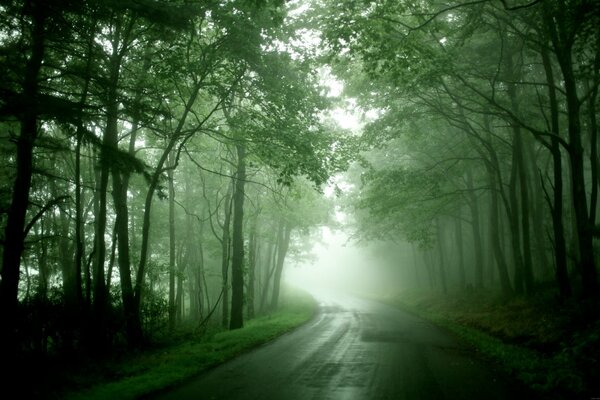 Straße in den Wald mit grünem Nebel