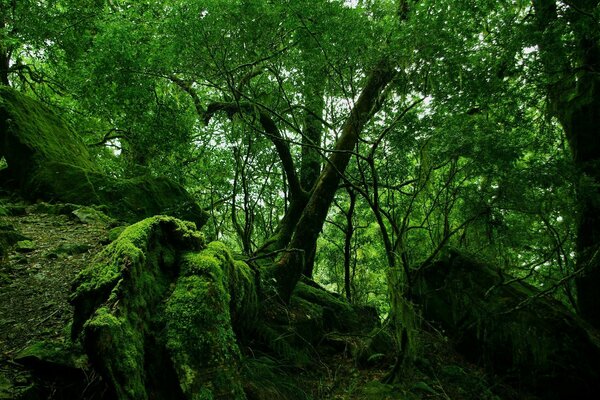 Bosque verde, musgo, naturaleza