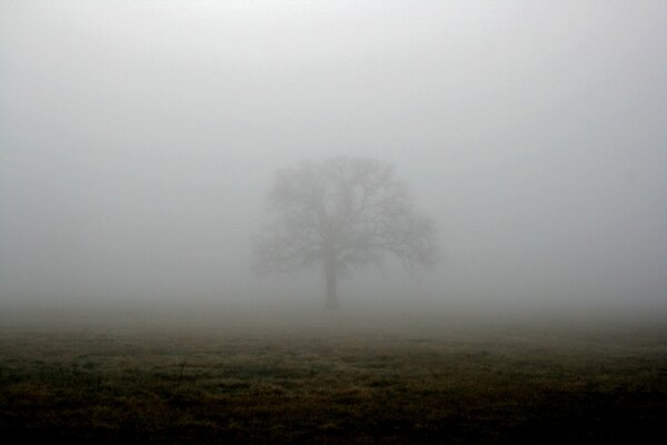 Un árbol en un campo de niebla