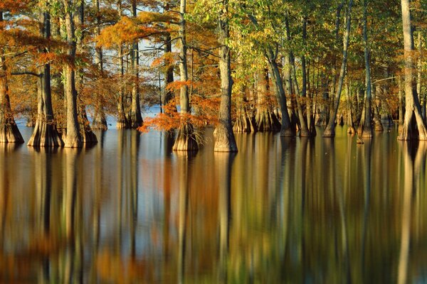 Herbstliche Natur: Bäume spiegeln sich im Wasser wider