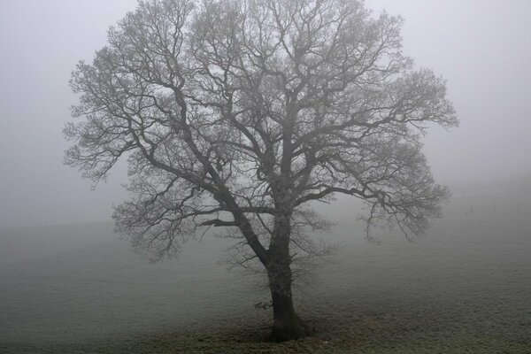 A lonely tree in a field in the fog