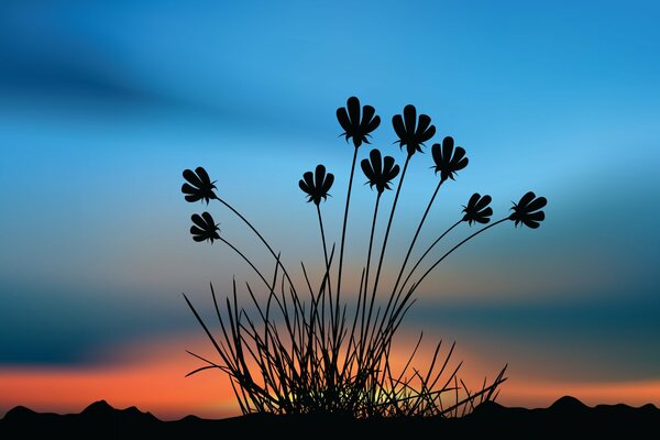 Belles fleurs au coucher du soleil