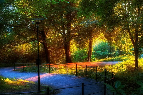 Coucher de soleil d automne dans la forêt ensoleillée