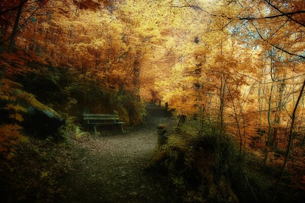 El otoño dorado se reúne en el parque