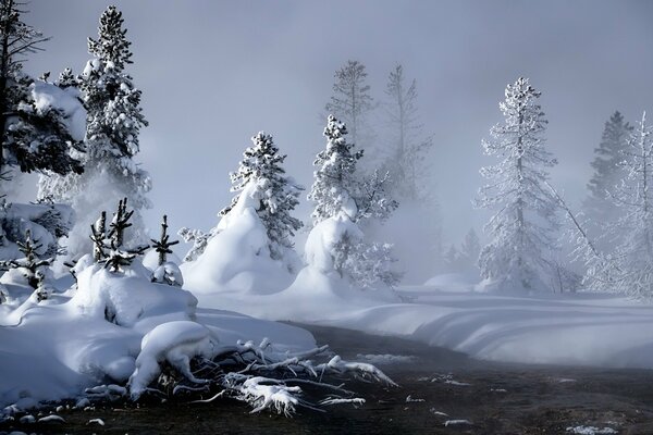 Invierno de nieve entre los árboles de navidad